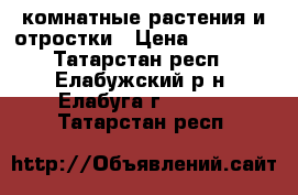 комнатные растения и отростки › Цена ­ 30-100 - Татарстан респ., Елабужский р-н, Елабуга г.  »    . Татарстан респ.